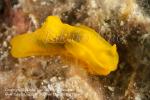 Gymnodoris subflava or G sp 0032 GreenIs2010