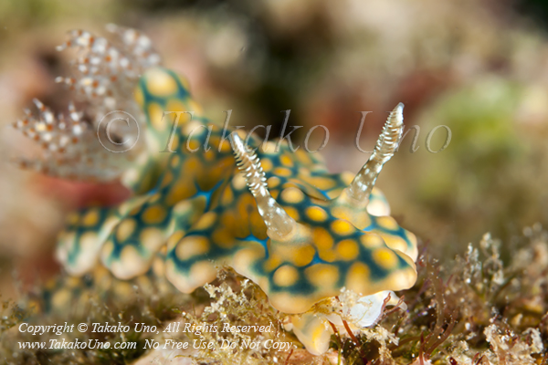 Ceratosoma sinatum 6312 Manado2010