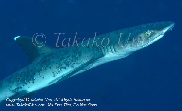 Shark 01tc White-tip Reef w skin disease 6723 RajaAmpat2014