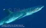 Shark 01tc White-tip Reef w skin disease 6723 RajaAmpat2014