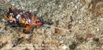 Cuttlefish 01tc Flamboyant hunting Goby 0309 Lembeh2010