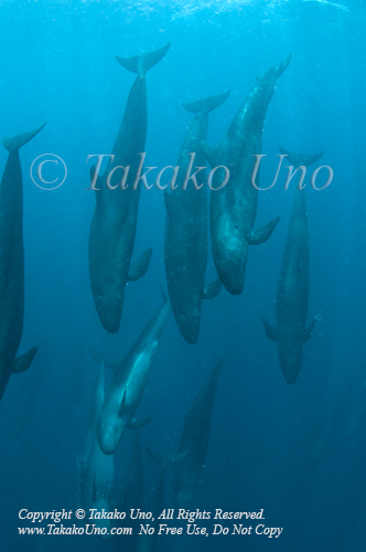 False Killer Whale 01 3318 Maldives2011