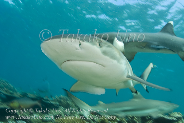 Black-tip Reef Shark 02tc 2079