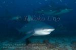 Bull Shark 13tc 0666