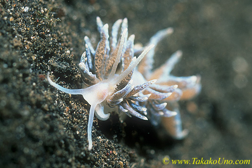 Phyllodesmium sp 07 or may be P iriomotense 20mm ls