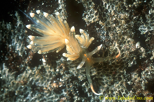 Unidentified Phyllodesmium 06 7mm