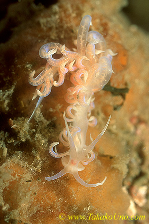 Phyllodesmium sp 05 35mm cb