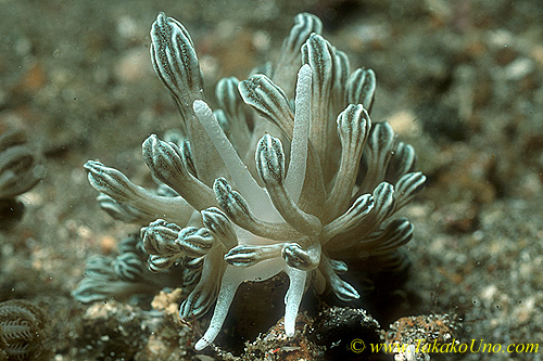 Phyllodesmium rudmani (Xenia Mimic) 01 35mm