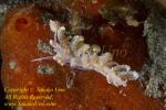 Phyllodesmium crypticum or sp Nudi 26tc 9450