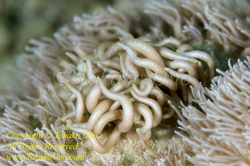 Phyllodesmium briareum Nudi 02tc 004