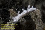 Tritonia sp Nudi 25tc 9445