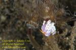 Trinchesia sp Nudi 37tc mating 8425