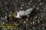 Trinchesia sp Nudi 10tc 8834