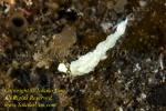 Trinchesia sp Nudi 08tc 8873