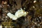 Trinchesia sp Nudi 07tc 8876