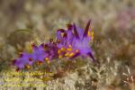 Trinchesia sibogae Nudi 36tc 1145
