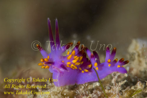 Trinchesia sibogae Nudi 37tc 1152