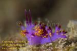 Trinchesia sibogae Nudi 37tc 1152