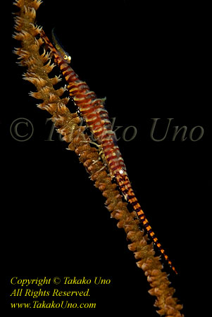 Shrimp 01t & Cling Goby (goby sitting on shrimp's tail)