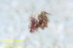 Shrimp 22tcc Hairy 1874 swimming