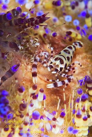 Shrimp 24t Colemani 2062 pair on fire urchin