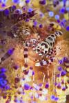 Shrimp 24t Colemani 2062 pair on fire urchin