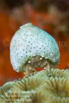 Crab 01tc Tunicate decorated 1884