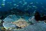 Wobbegong Shark 10t & Fusi copy