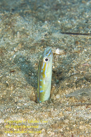 Snake Blenny 01tcc Harp-pin, Hair-tail 1858