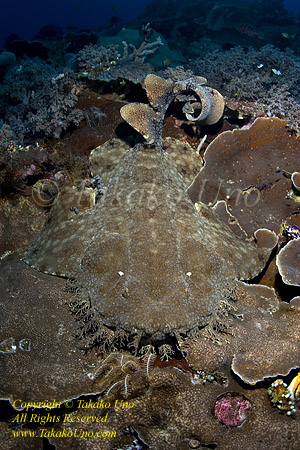 Wobbegong Shark 07tc 0030