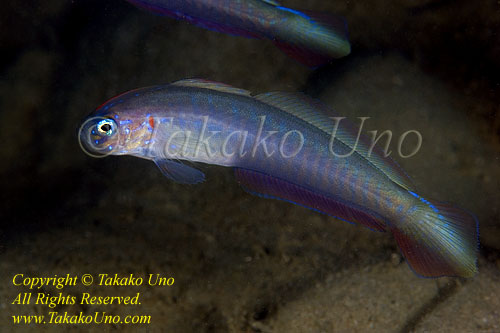 Goby 04tc Ribbon, unsure species