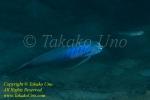 Goby 08tc Bule-barred ribbon