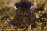 Bobtail Squid 01t 0778 copy