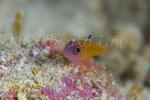 Goby 02tc three-eyed pygmy 1923