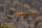 Goby 01tc Candy-cane pygmy 1928