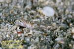 Goby 12tc Grallenia dimorpha female 2039