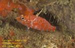 Geometric Pygmy Hawkfish, Highfin perchlet 02tc