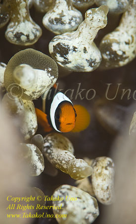 Nemo 01tc Clarkii baby 1769