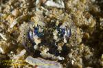 Bobtail Squid 03tc covering itself with sand 0785 copy