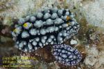 Nudi 07tc 2498