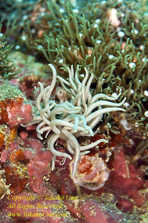 Nudi 08tc 1517