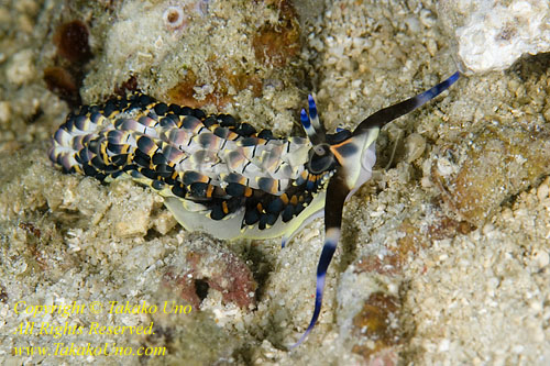 Cerberilla affinis  2227 rare