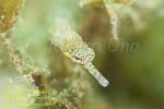 Pipefish 02tc 1602