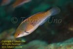 Wrasse 04tc female 1678