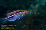 Wrasse 02tc