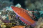 Wrasse 01tc Flasher male