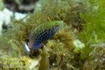 Wrasse 07tc 1697