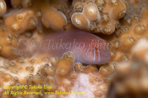 Goby 09tc Five-lined coral? 3481