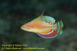 Wrasse 04tc Flasher 4563 copy