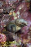 Eel 01t Moray, 3 species 4387 copy